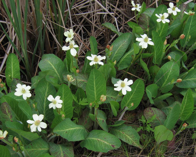 ANEMOPSIS