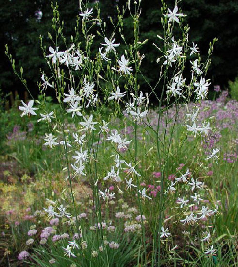 ANTHERICUM