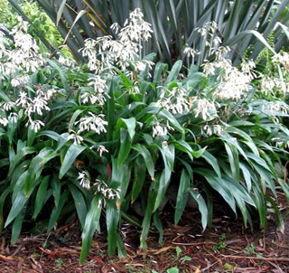 ARTHROPODIUM<br /><span>Arthropodium </span>