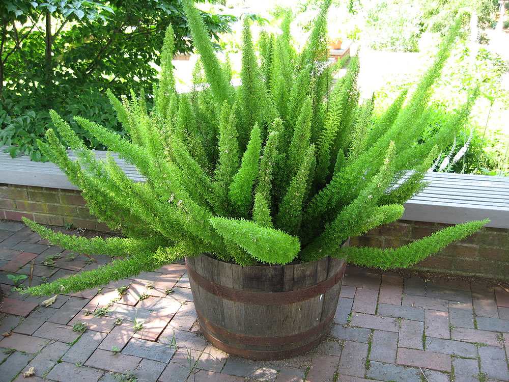 ASPARAGUS