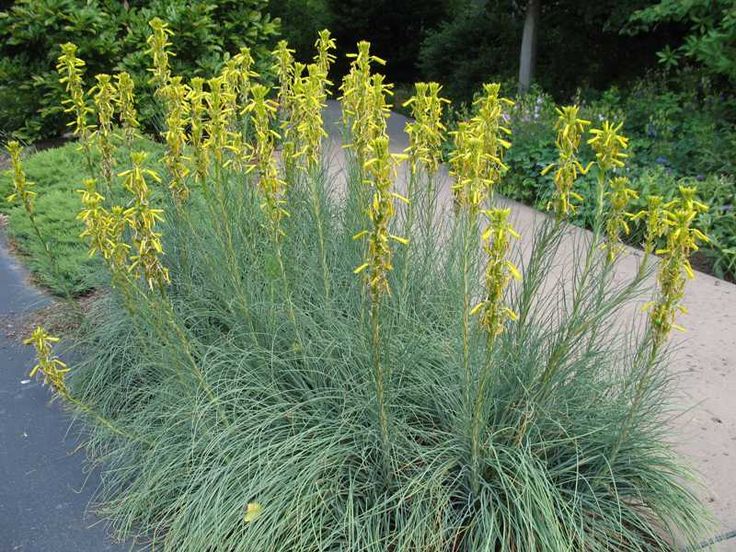 ASPHODELINE