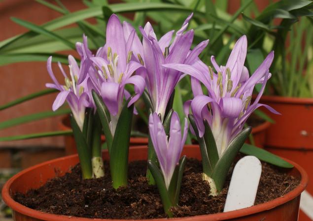 COLCHICUM<br /><span>Bulbocodium</span>