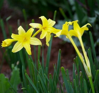 CHLIDANTHUS