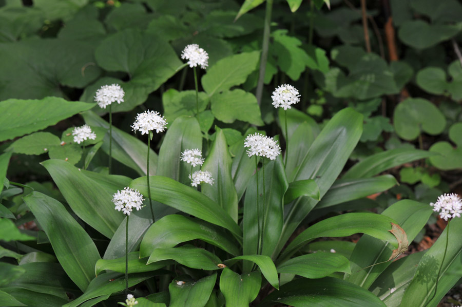 CLINTONIA