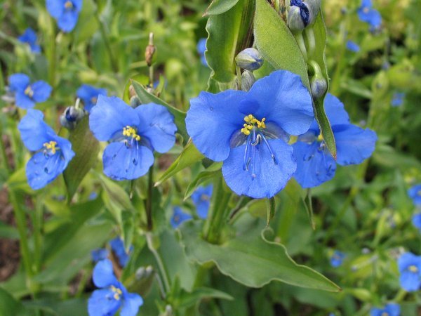 COMMELINA