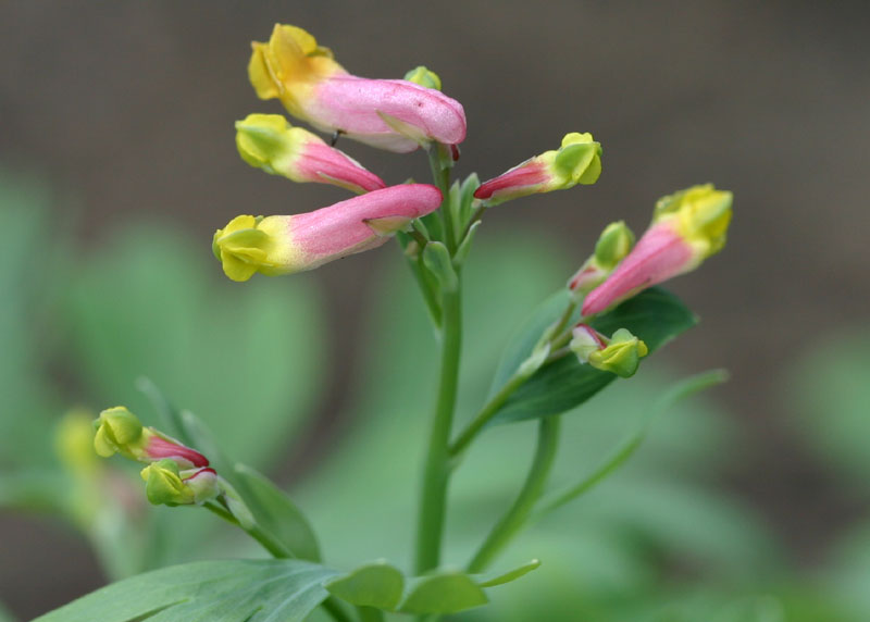 Corydalis