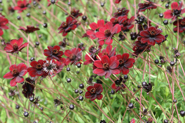 COSMOS