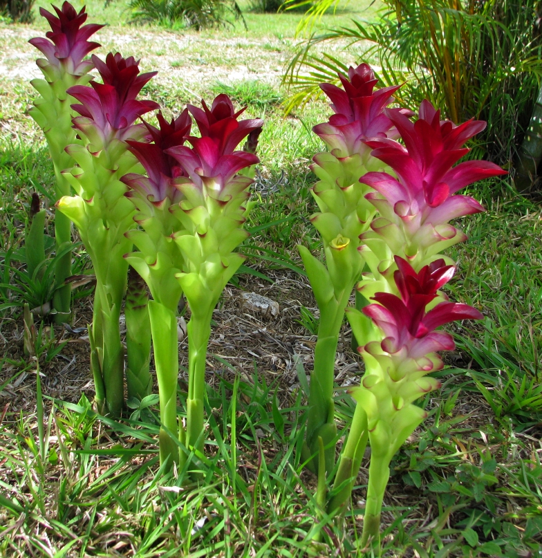 CURCUMA