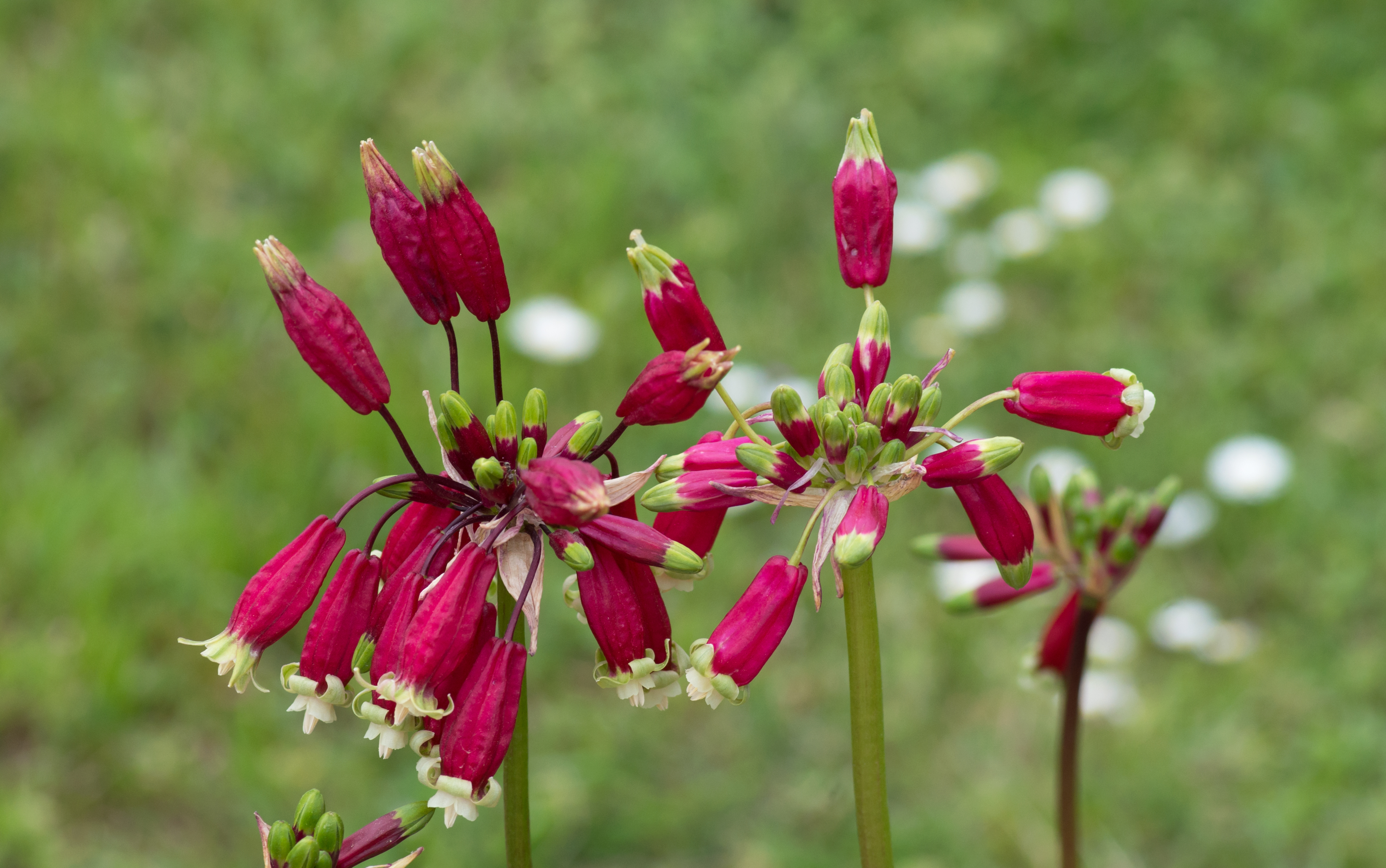 DICHELOSTEMMA