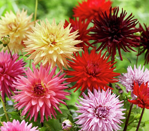 Cactus & Semi-cactus Dahlias