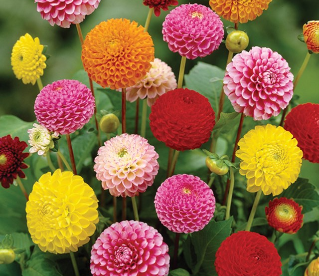 Ball & Pompon Dahlias
