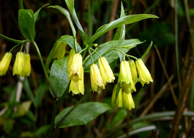 DISPORUM