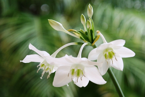 EUCHARIS