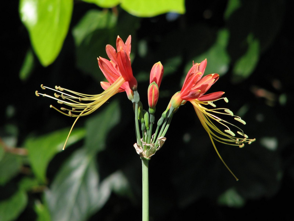 EUCROSIA