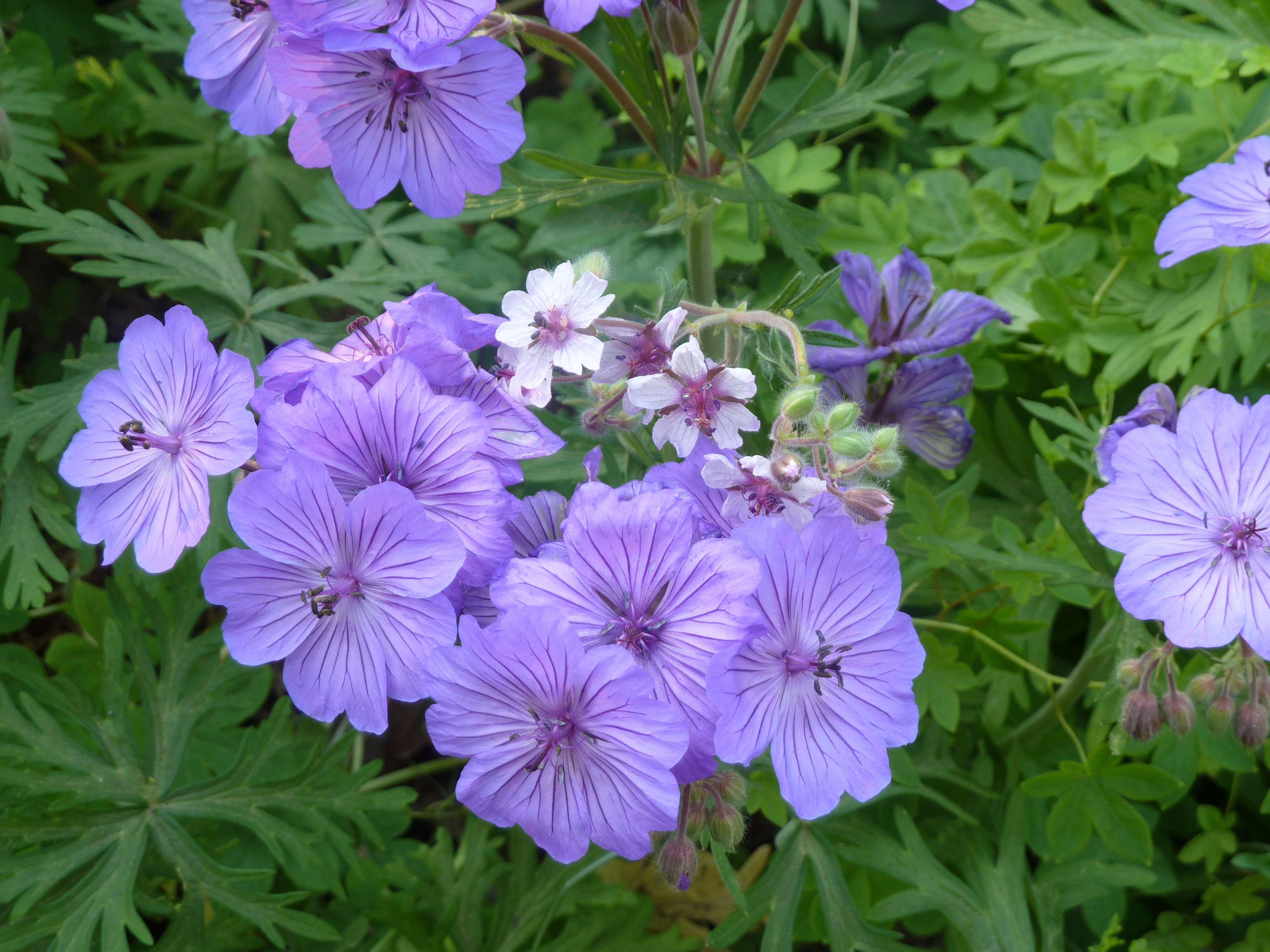 GERANIUM
