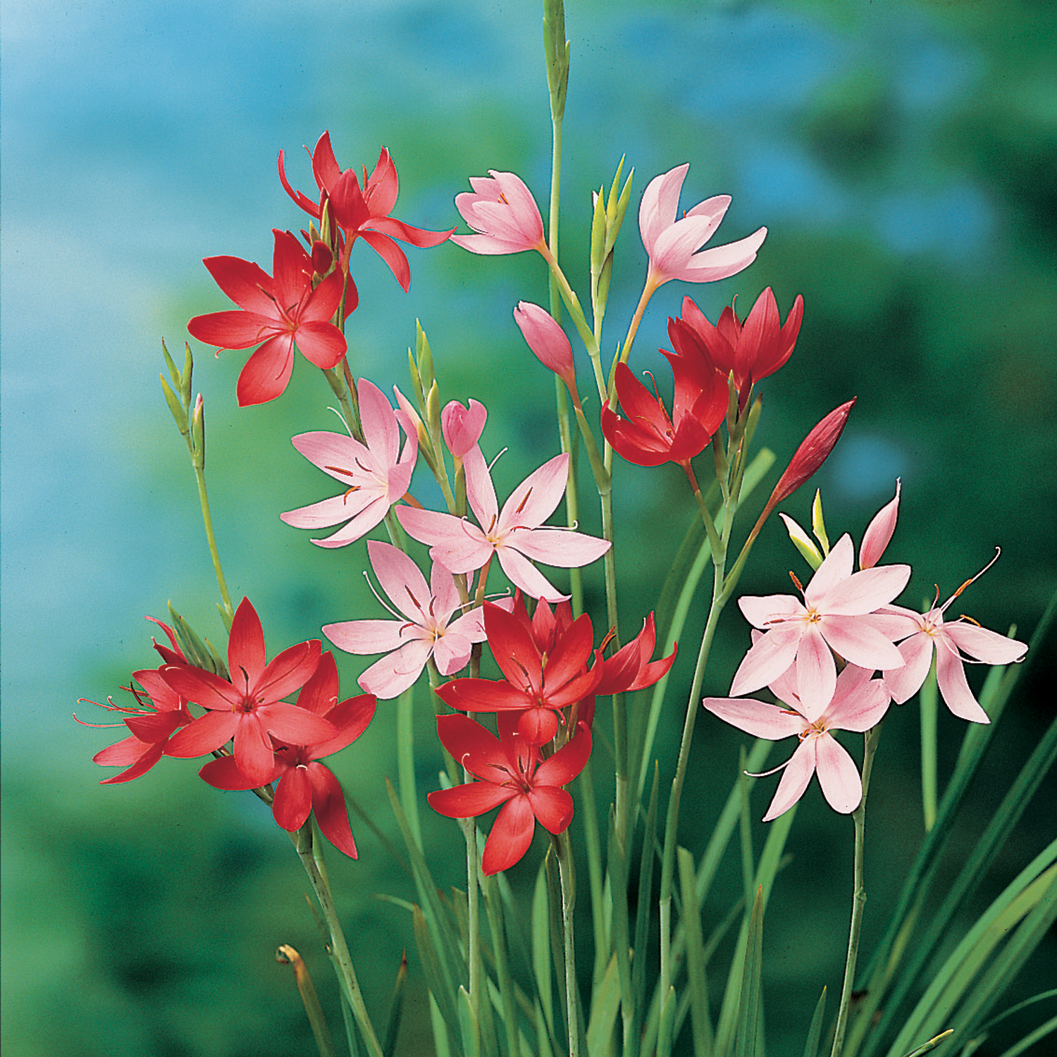 HESPERANTHA