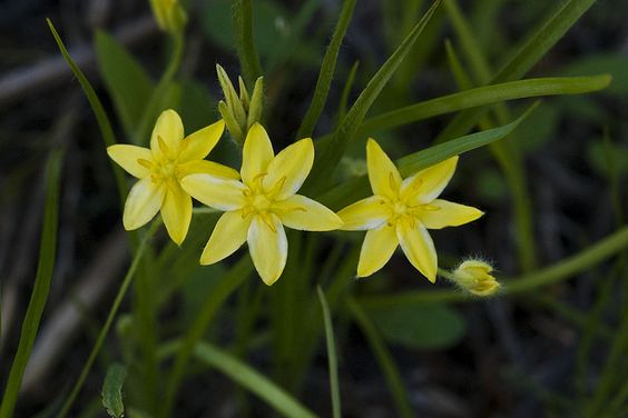 HYPOXIS