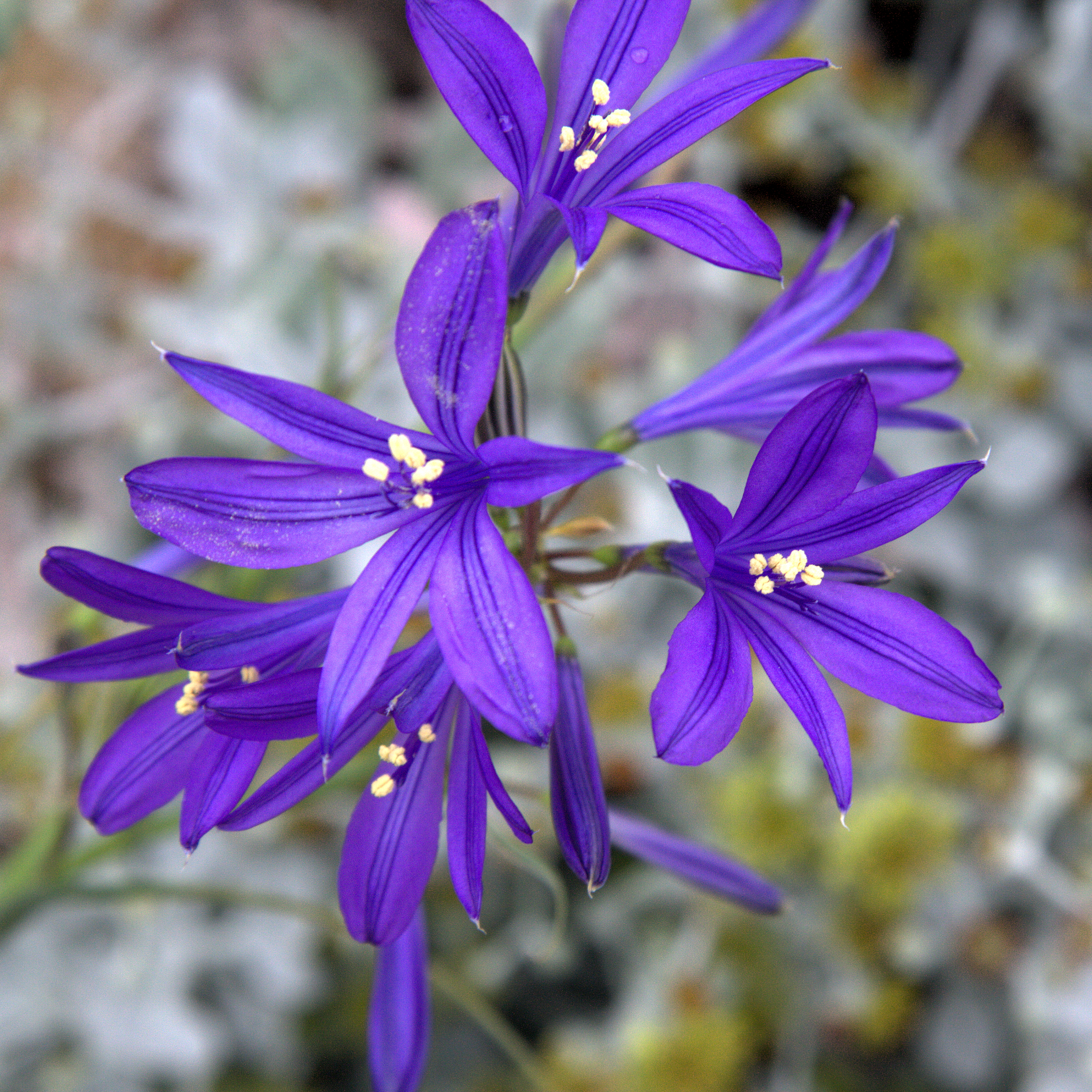 IXIOLIRION