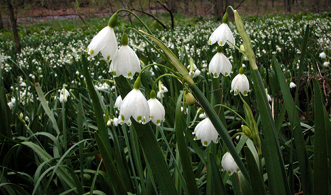 LEUCOJUM<br /><span>Summer Snowflake</span>