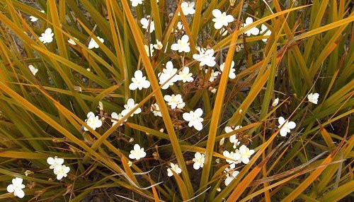 LIBERTIA