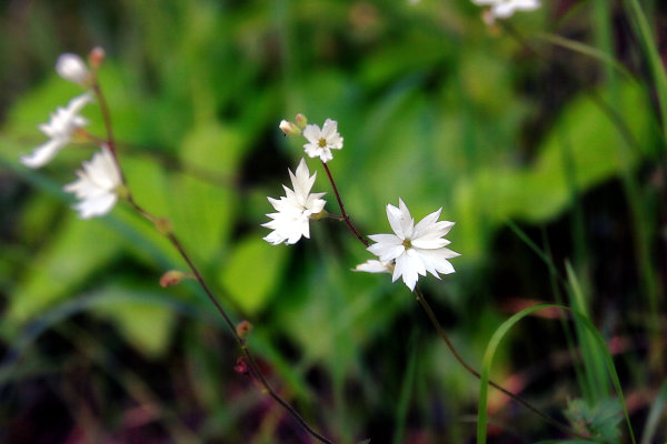 LITHOPHRAGMA