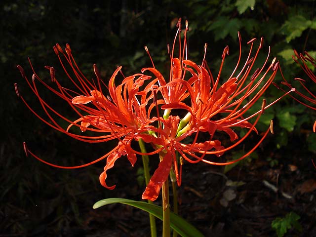 LYCORIS