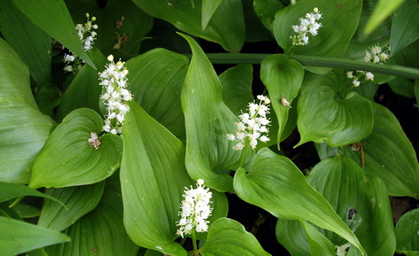 MAIANTHEMUM<br /><span>Solomon`s Plume</span>