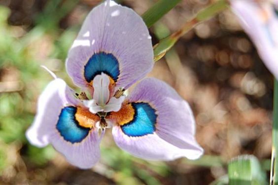 MORAEA