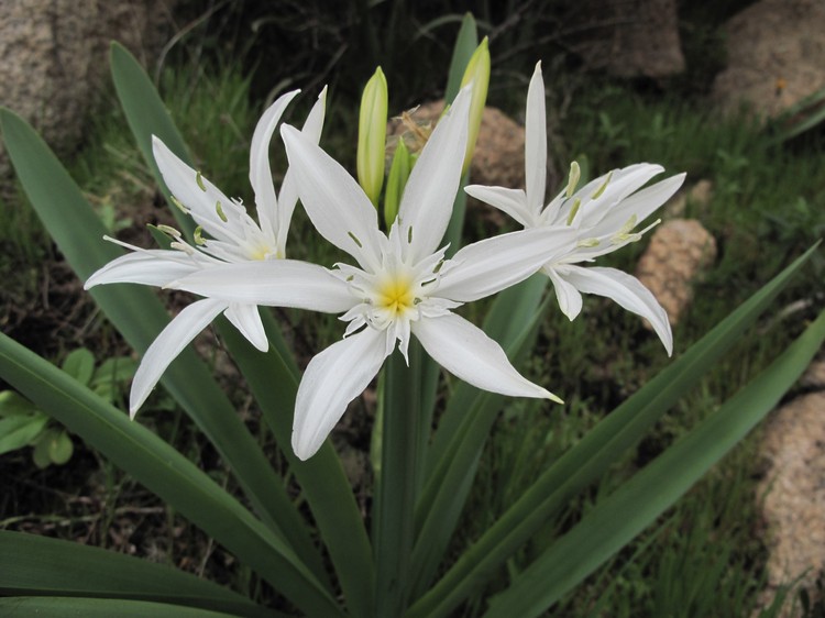 PANCRATIUM