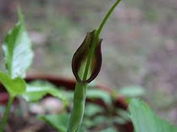 PINELLIA