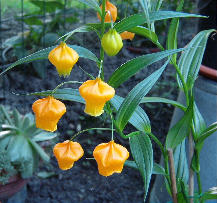 SANDERSONIA