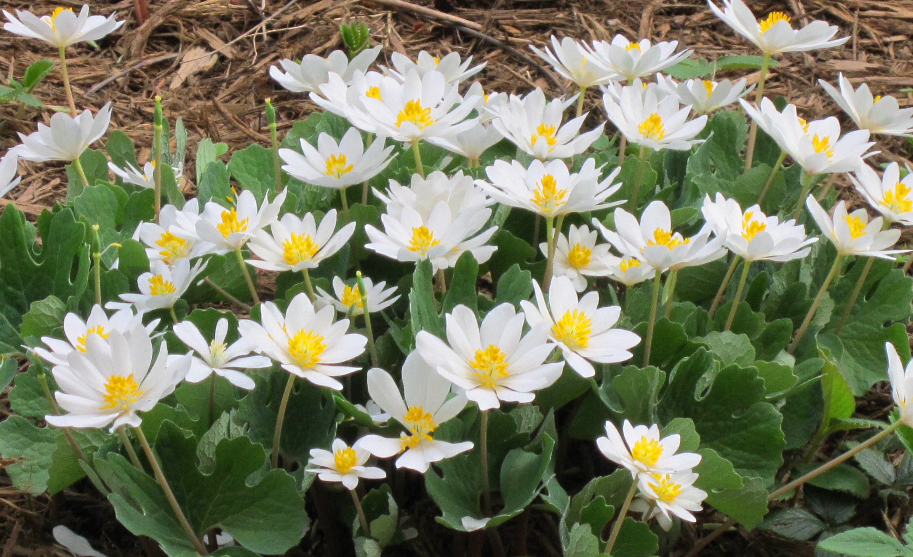 SANGUINARIA