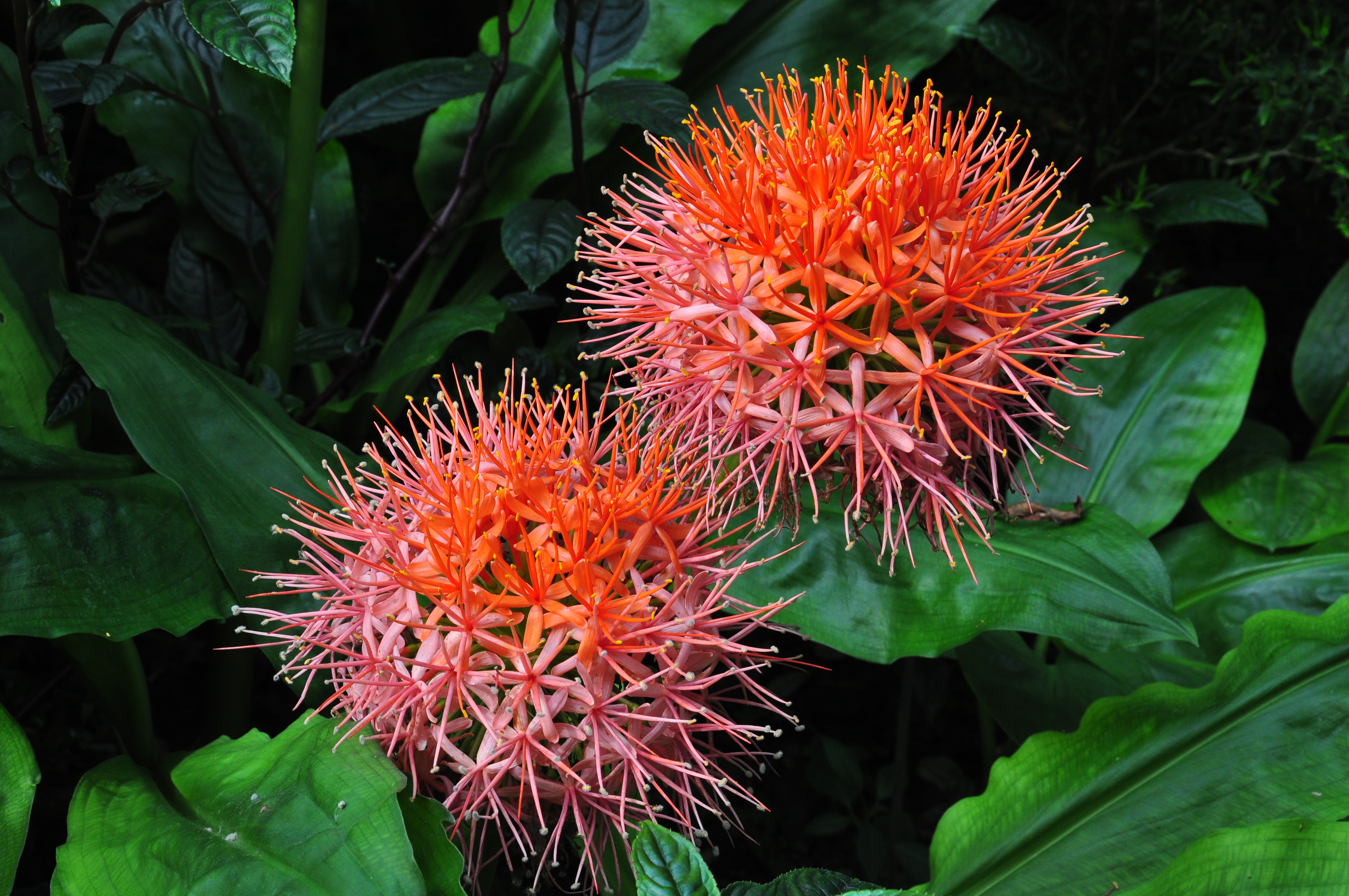SCADOXUS