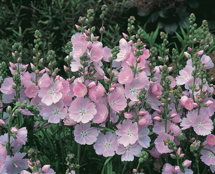 SIDALCEA
