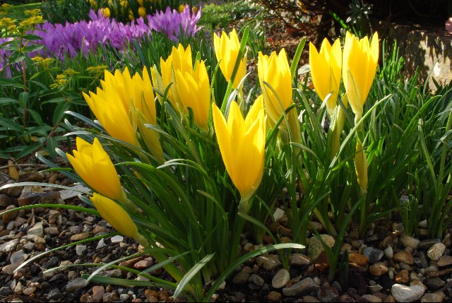 STERNBERGIA