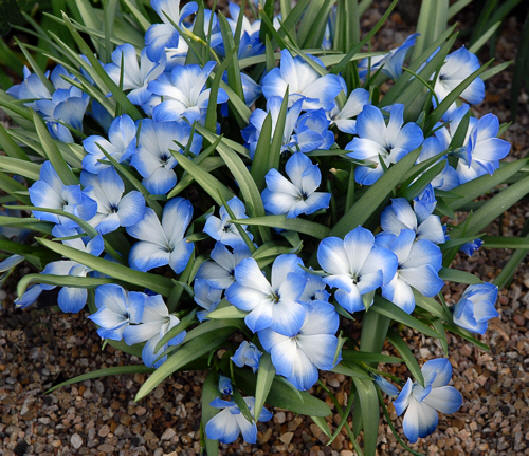 TECOPHILAEA
