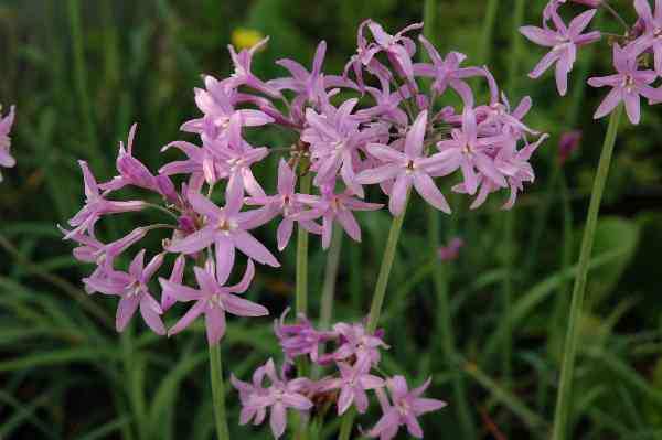 TULBAGHIA