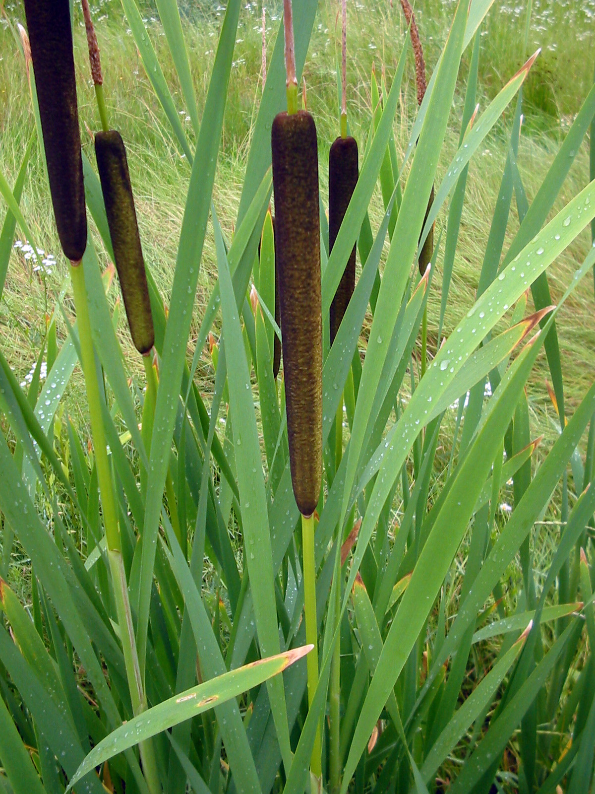 TYPHA