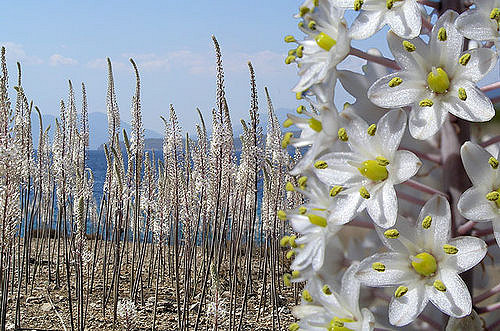 URGINEA