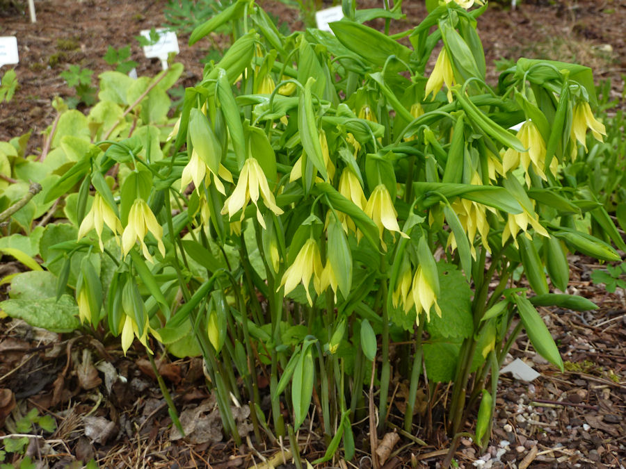 UVULARIA