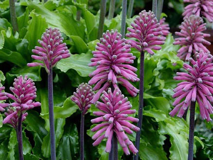 VELTHEIMIA