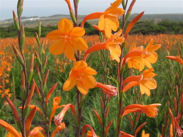 WATSONIA