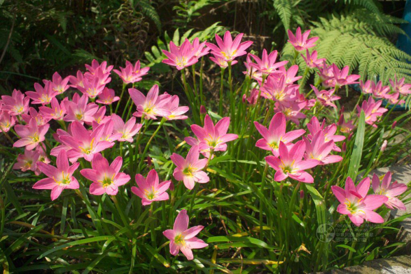 HABRANTHUS, ZEPHYRANTHES<br /><span>Rain Lilies</span>