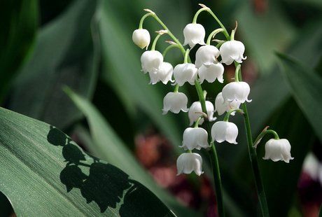 CONVALLARIA<br /><span>Liliy Of The Valley</span>