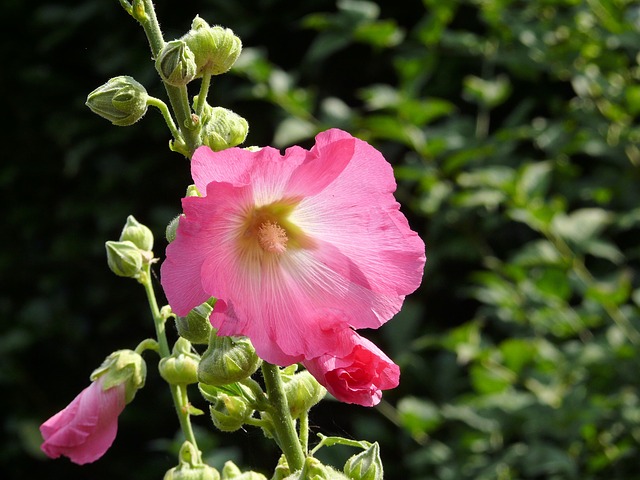 MALOPE<br /><span>Nalbă Pâlnie</span>