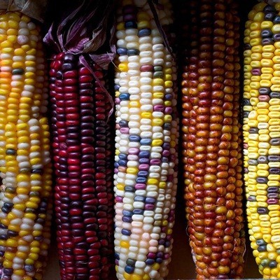 ORNAMENTAL CORN
