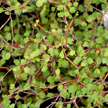 MUEHLENBECKIA