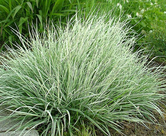 ARRHENATHERUM