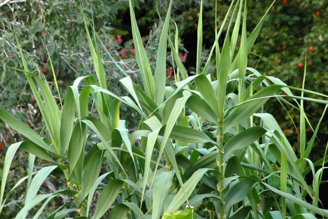 ARUNDO