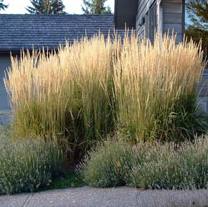 CALAMAGROSTIS